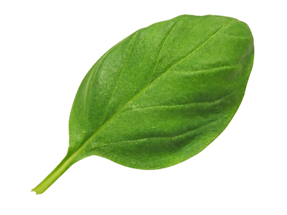 leaf