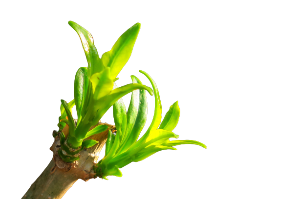 mainleaf