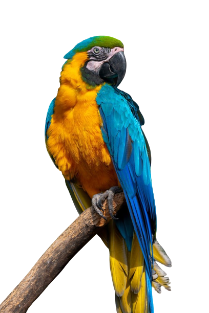 parrot