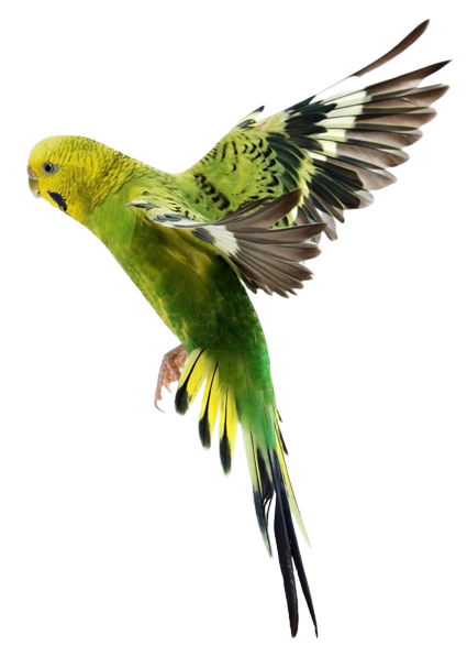 parrot