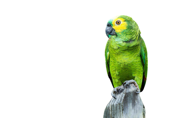 parrot